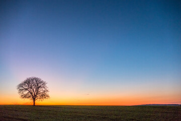 Fototapeta na wymiar Einzel stehender kahler Apfelbaum bei Sonnenuntergang