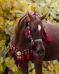 Beautiful chestnut arabian horse looks back on natural background, portrait closeup