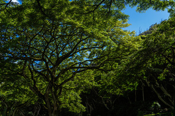 hawaii trees