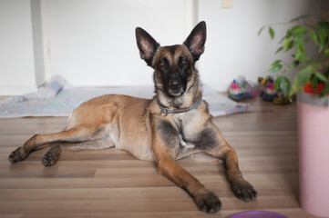 Obraz premium Malinois looking, belgian sheperd dog