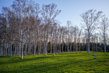 前田森林公園の白樺