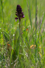Lady orchid Orchis purpurea flowering protected plants, beutiful purple white flowers in bloom on tall stem also with buds