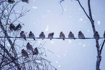 A herd of bullfinch birds sits on wires on the background of a snow-covered tree