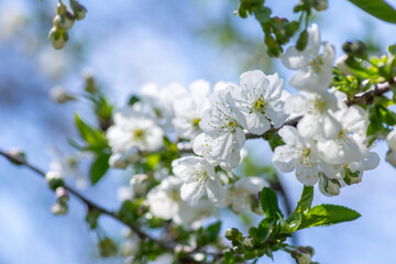 Prunus cerasus flowering tree flowers, group of beautiful white petals tart dwarf cherry flowers in bloom
