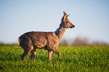 Roe deer male on a field ( Capreolus capreolus ). European roe	