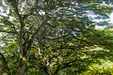 hawaii trees
