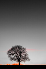 Einzel stehender kahler Apfelbaum bei Sonnenuntergang