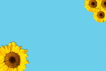 Pastel blue color paper like textured background with group of big and small fresh yellow full bloom sunflower flower at the corner. Copy space available.