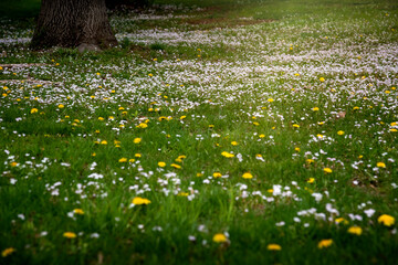 Daytime landscape of spring green grass meadow alive with tiny white and yellow wild blooming flowers with tree trunk on one side