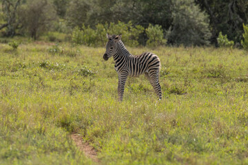 Naklejka premium Little, baby Zebra in close proximity to his/her mother in a game park field in Southern Africa on a warm and sunny day