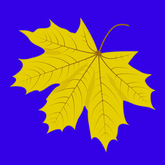 Maple leaves in autumn. Vector illustration of a bright maple leaf.
