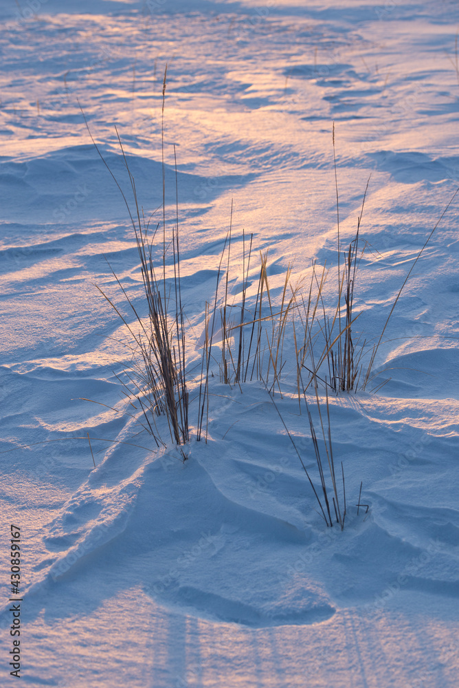 Wall mural Dry grass on the pink-blue sunset snow . The concept of minimalism.