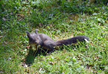 Junges Eichhörnchen im Gras