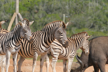 Fototapeta na wymiar African Zebra herd alongside a small waterhole on a warm and sunny day in a Southern African game park
