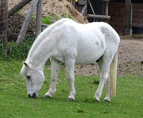Ein Hengst auf der Weide