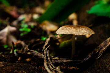 Beautiful mushroom. Brown fungus on the ground. Nature background. 