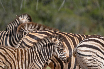 Fototapeta na wymiar African Zebra herd alongside a small waterhole on a warm and sunny day in a Southern African game park