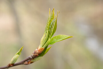 Makro Aufnahme von einer aufblühenden Pflanze