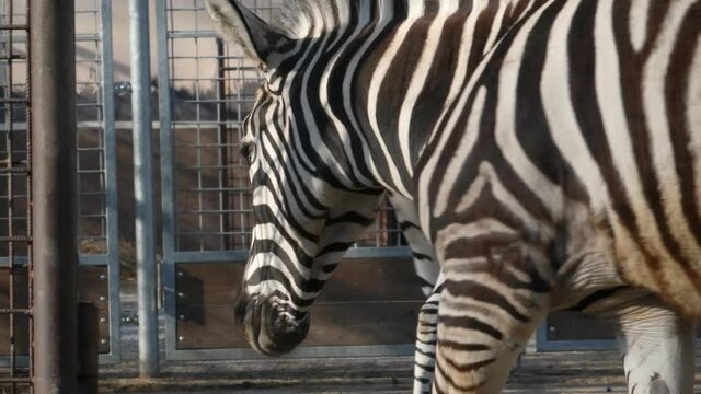 Plains Zebra walking in detail, held in captivity, 4K 2021