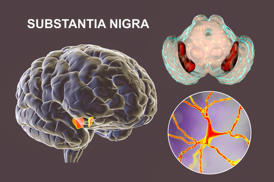 Substantia nigra of the midbrain and its dopaminergic neurons, 3D illustration