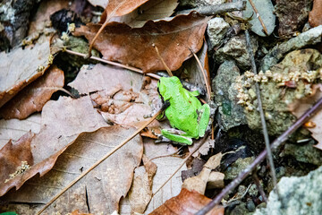 枯れ葉の上の緑のカエル