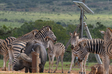 Beaitiful African Zebras on a warm sunny day in a game park in South Africa