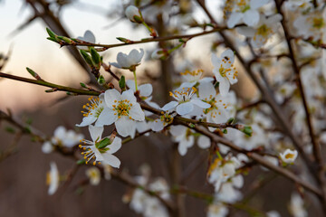 prunus spinosa blackthorn blooms in spring, a shrub with white flowers that smells very good 