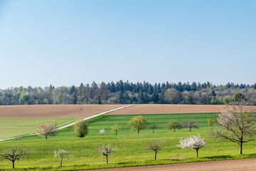 Fototapeta premium Blühende Obstbäume im Frühjahr