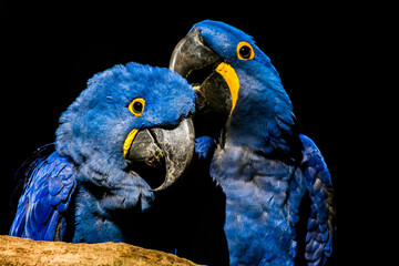 Casal azul.