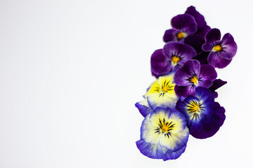 Colorful pansies on a white background