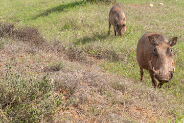 African Common Warthog's rummaging through the grass and bush to feed upon roots and bulbs in the Southern African terrain on a warm, sunny day