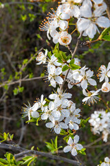 prunus spinosa blackthorn blooms in spring, a shrub with white flowers that smells very good 