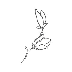Sketch of graphic hand-drawn magnolia flowers. Vector.