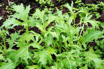 Arugula rocket salad Rucola growing in vegetable garden.