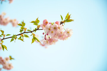 Fresh blooming sakura flowers branch on blue sky background