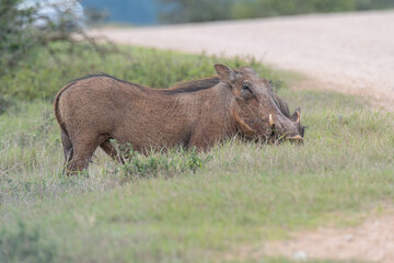 African Common Warthog's rummaging through the grass and bush to feed upon roots and bulbs in the Southern African terrain on a warm, sunny day