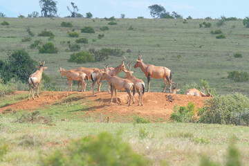Naklejka na ściany i meble Red Hartebeest in the Southern Africa terrain, game park on a warm and sunny day