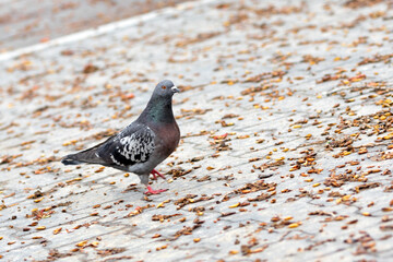 Pigeon on the street 