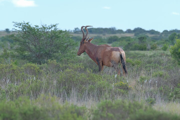 Red Hartebeest in the Southern Africa terrain, game park on a warm and sunny day