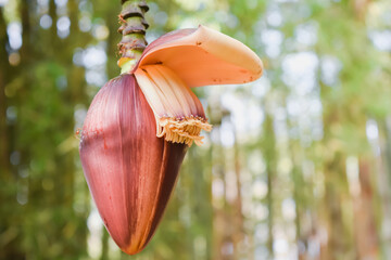 Red banana cabbage hanging on the banana tree