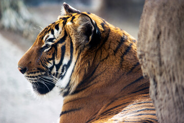 Malayan Tiger
