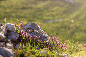 Wild purple flowers growing in the field. Selective focus. 