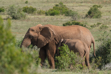 Fototapeta na wymiar Beautiful African Elephants in the Southern African terrain on a warm and sunny day in a local game park