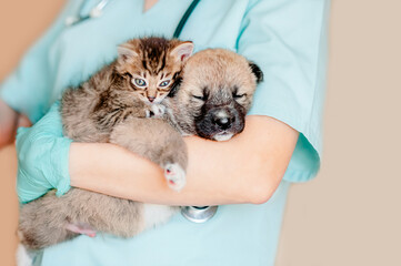 Vet examining dog and cat. Puppy and kitten at veterinarian doctor. Animal clinic. Pet check up and vaccination. Health care.