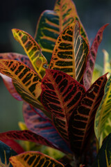 Variegated Croton. Vibrant natural colors. 