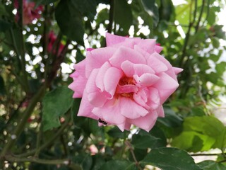 Pink Rose in bloom. Center perspective. 