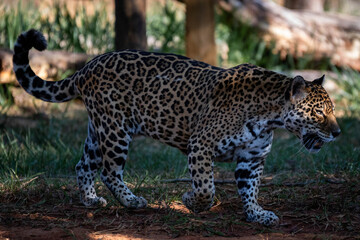 onça pintada zoológico