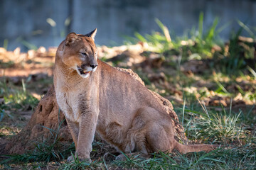 onça parda zoológico