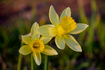Obraz premium Yellow narcissus flowers. Blurred background