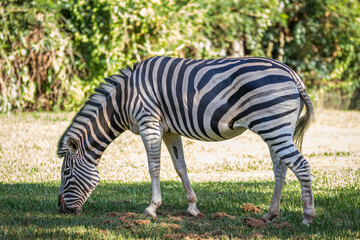 Obraz na płótnie Canvas zebra eating grass